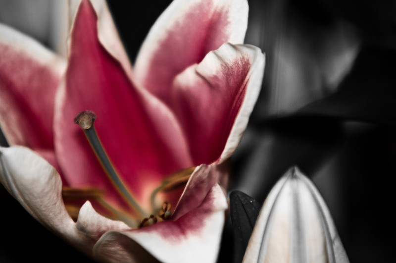 Lilium 'Con Amore'