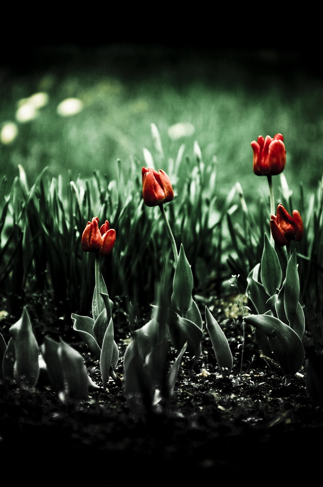 tulipany