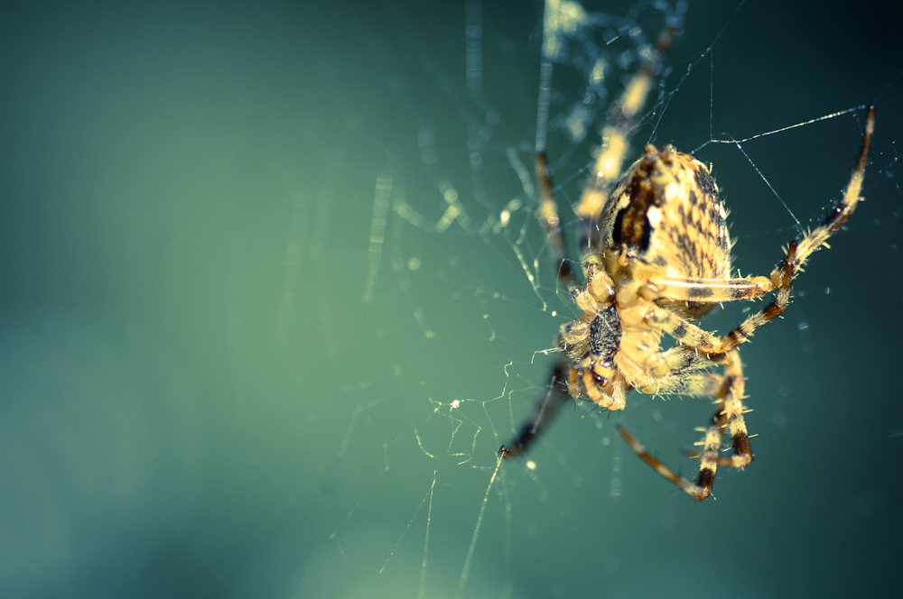 Spider