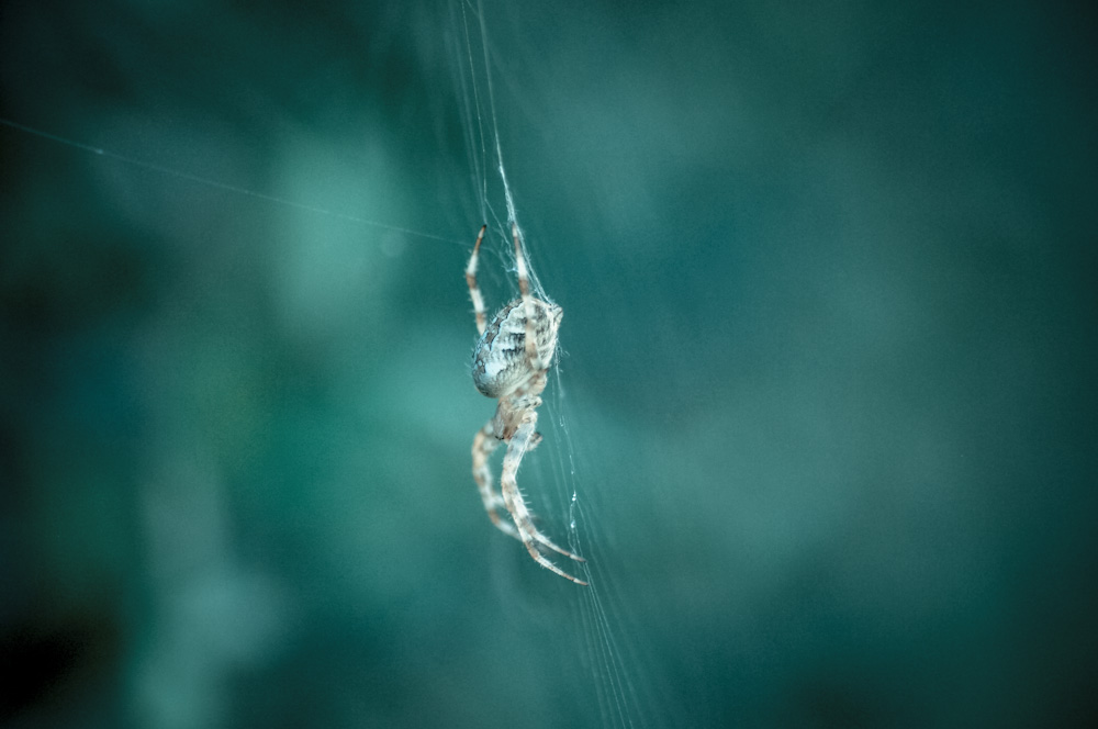 Spider 2