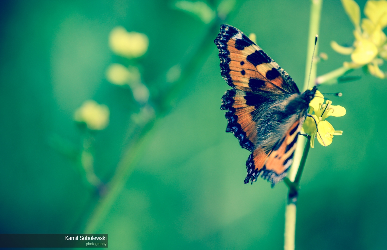 Motyl
