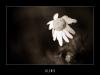 Sielence