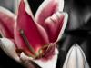 Lilium 'Con Amore'