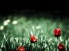 tulipany
