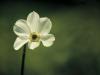 Park Oliwski