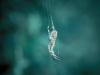 Spider 2