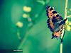 Motyl
